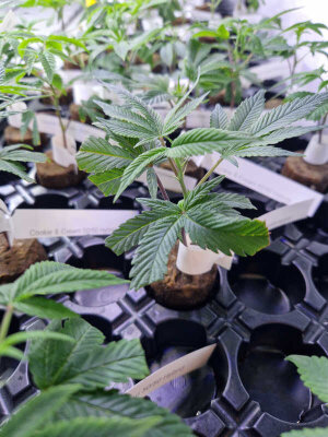 WICHTIGER HINWEIS:STECKLINGE...