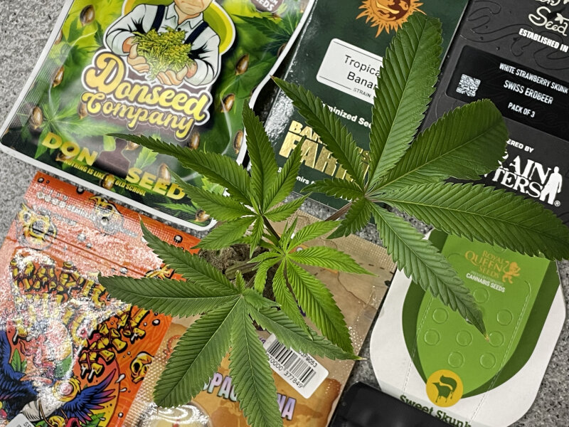 Cannabis Saatgut