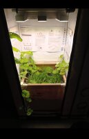 Homebox Ambient Q60+