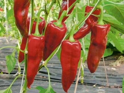 Bingenheimer Paprika  Pantos