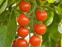 Bingenheimer Tomate Zuckertraube