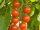 Bingenheimer Tomate Zuckertraube