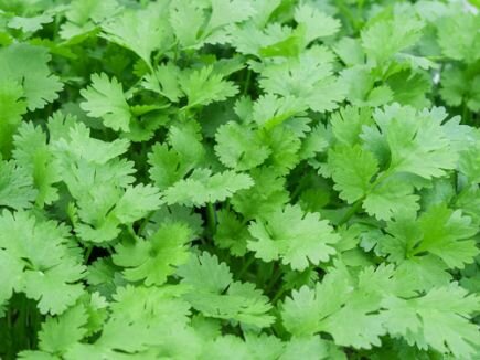 Bingenheimer Koriander- Coriandrum sativum
