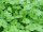 Bingenheimer Koriander- Coriandrum sativum