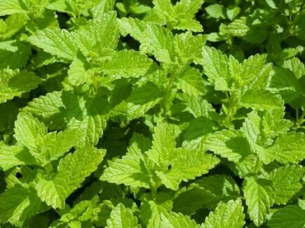 Bingenheimer Zitronenmelisse- Melissa officinalis