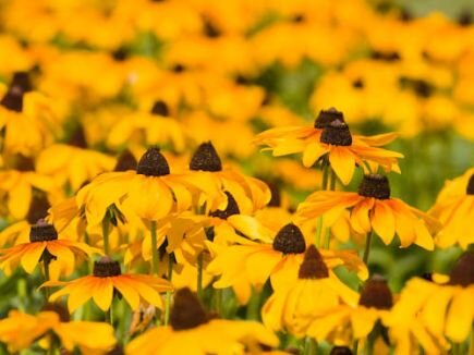 Bingenheimer Rudbeckia hirta- Sonnenhut