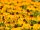 Bingenheimer Rudbeckia hirta- Sonnenhut