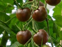 Bingenheimer Tomate Black Cherry