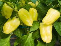 Bingenheimer Paprika Pusztagold