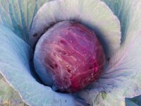 Bingenheimer Rotkohl Granat