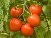 Bingenheimer Tomate Dorenia