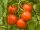 Bingenheimer Tomate Dorenia