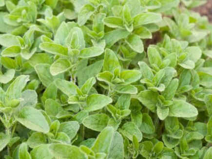 Bingenheimer Oregano Heracleotic