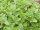 Bingenheimer Oregano Heracleotic