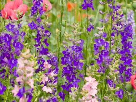 Bingenheimer Lanzenrittersporn Delphinium ajacis