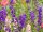 Bingenheimer Lanzenrittersporn Delphinium ajacis