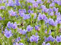 Bingenheimer Natternkopf Echium plantagineum