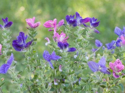 Bingenheimer Schopfsalbei Salvia viridis