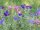 Bingenheimer Schopfsalbei Salvia viridis