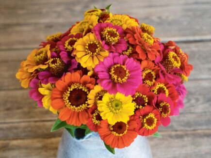 Bingenheimer Zinnie Sommer in Orange Zinnia violacea