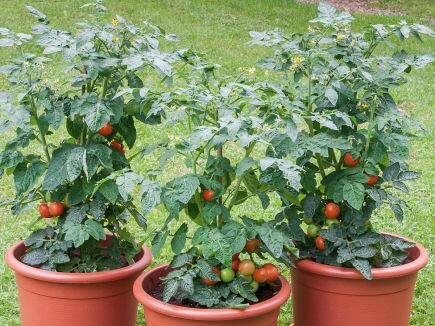 Bingenheimer Tomate Bogus Fruchta