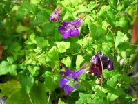 Bingenheimer Kletterlöwenmäulchen Asarina scandens