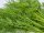 Bingenheimer Dill Anethum graveolens