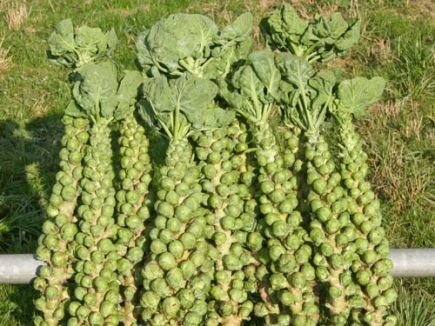 Bingenheimer Rosenkohl Idemar
