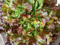 Bingenheimer Eichblattsalat Red Salad Bowl