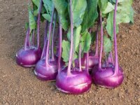 Bingenheimer Azur Star - Kohlrabi