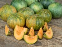 Bingenheimer Petit Gris de Rennes- Melone