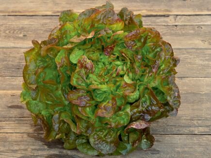 Bingenheimer Pflücksalat Bijella