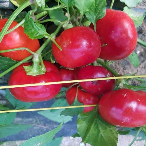 Chili Paradeisfrüchjtig Frührot