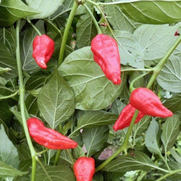 Chili Naga Morich Spain Strain