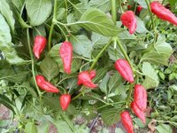 Chili Naga Morich Spain Strain