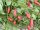 Chili Naga Morich Spain Strain