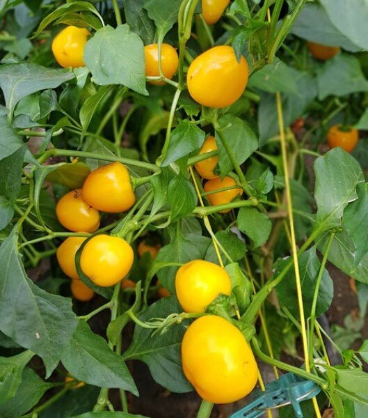 Chili Cherry Bomb Yellow