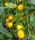 Chili Cherry Bomb Yellow