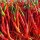 Chili Joes Long Cayenne