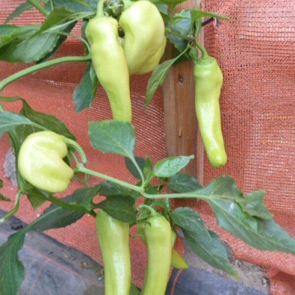 Chili Hungarian Yellow Wax Sweet