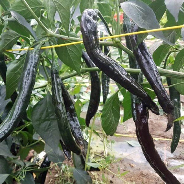 Chili Pasilla Bajio