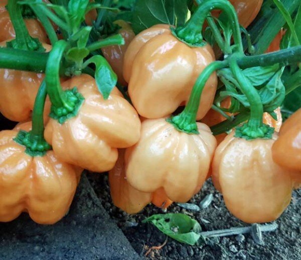 Chili Bahamian Goat Pepper