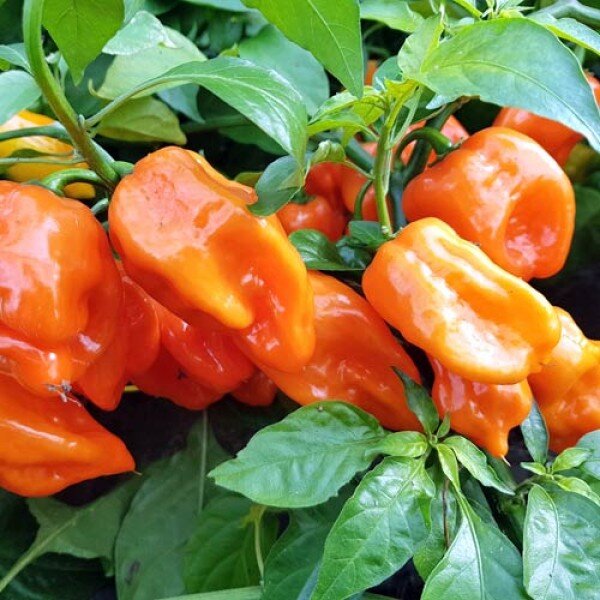Chili Habanero Francisca Orange
