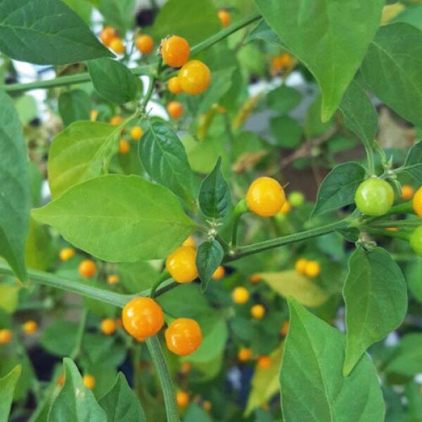 Chili Aji Charapita Yellow