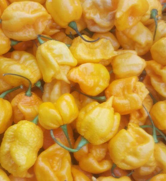 Chili Carolina Reaper Yellow