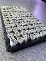 Paperplug 104er Tray