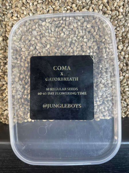 JUNGLE BOYS Coma x Gatorbreath, 1 Samen regular