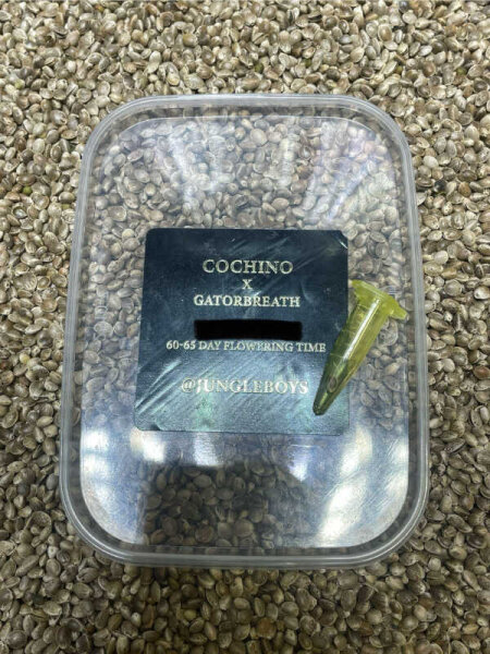 JUNGLE BOYS Cochino x Gatorbreath, 1 Samen regular