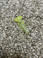 JUNGLE BOYS Cochino x Gatorbreath, 1 Samen regular