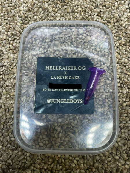 JUNGLE BOYS Hellraiser x L.A. Kush Cake, 1 Samen feminisiert